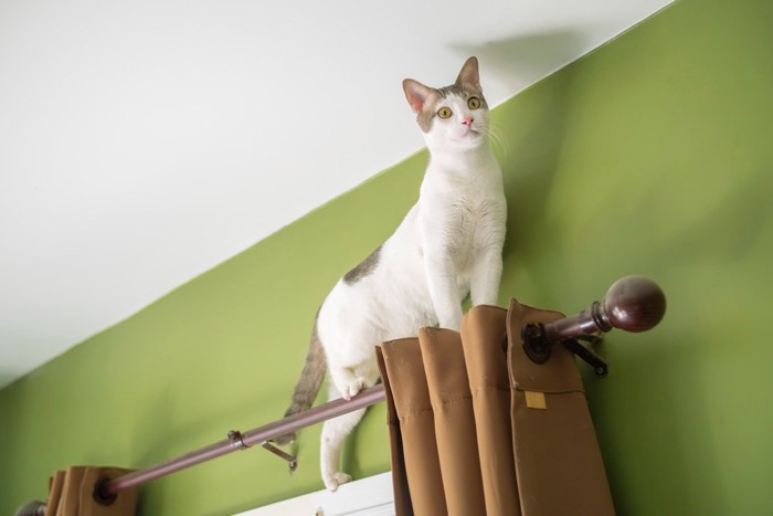 カーテンレールの上から見下ろす猫