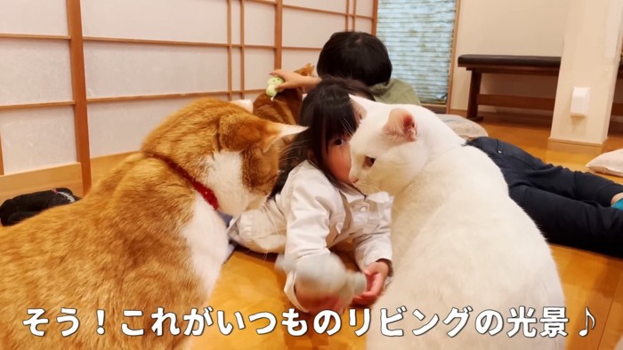 リビングにいる子供と猫