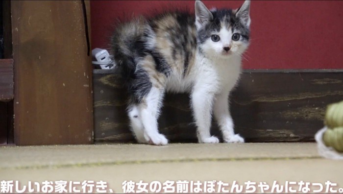 背中を丸めてカメラを見つめる子猫