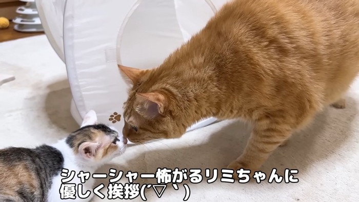 子猫と鼻をくっつける成猫