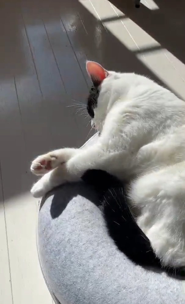 黄昏気味のらんちゃん