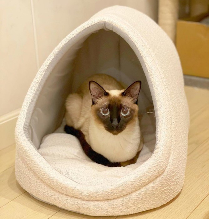 猫ベッドにいる猫