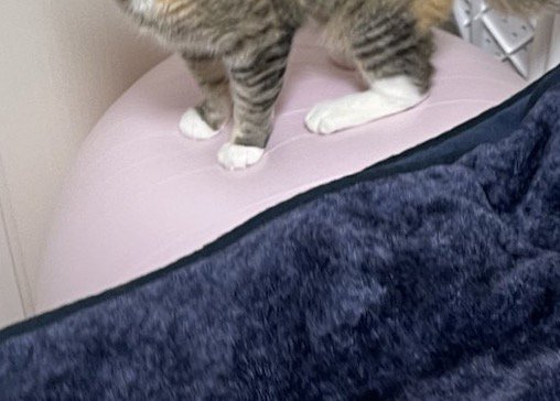 猫が乗っているバランスボール