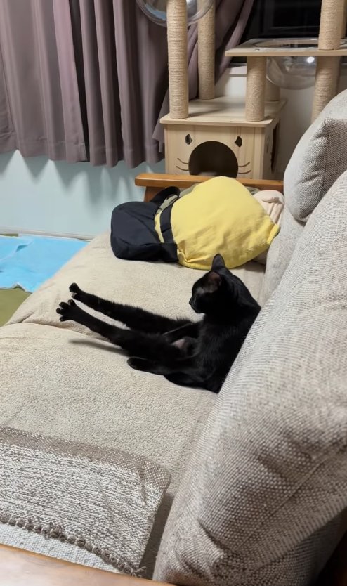 ソファに座って足先まで伸ばしている黒猫（横）