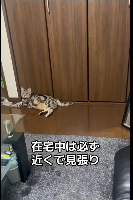 床に寝ている猫
