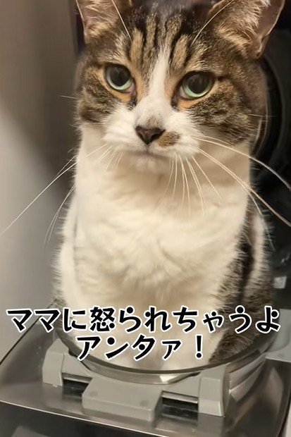 炊飯器の中で起き上がる猫