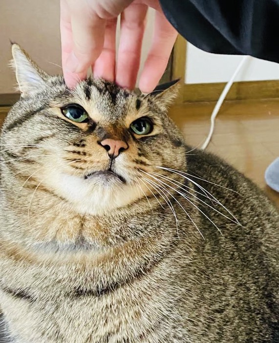 飼い主に頭を撫でられるキジトラ猫