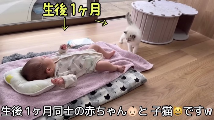 テロップ「生後1ヵ月同士の~」