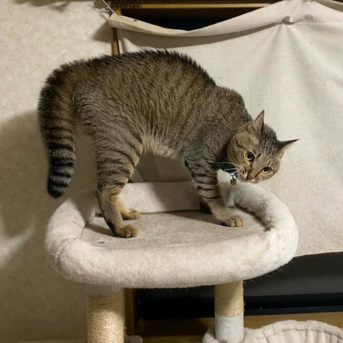 やんのかポーズの猫