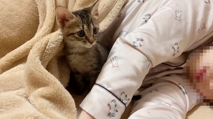 毛布から顔を出す子猫