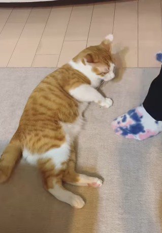 床に寝転ぶ猫