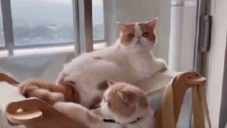 室内にいる猫たち