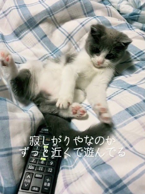 リモコンで遊ぶ子猫