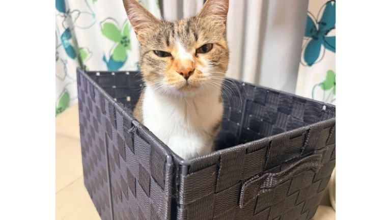 室内にいる猫