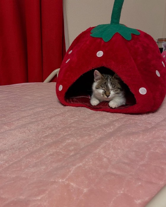 イチゴの猫ベッドにいる子猫