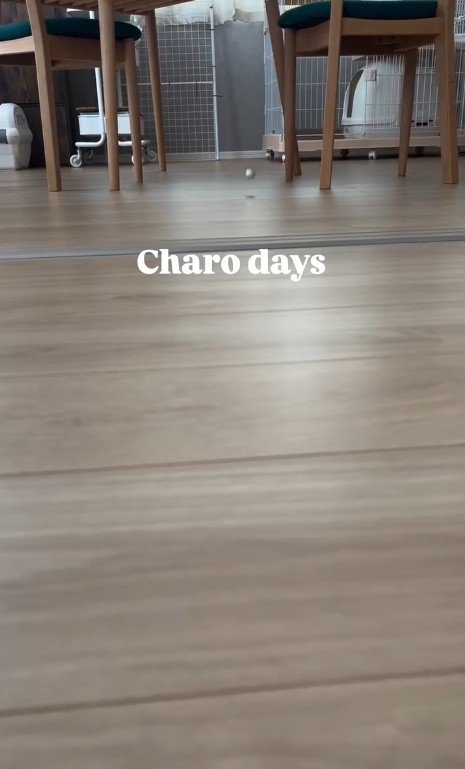 床に落ちているボール