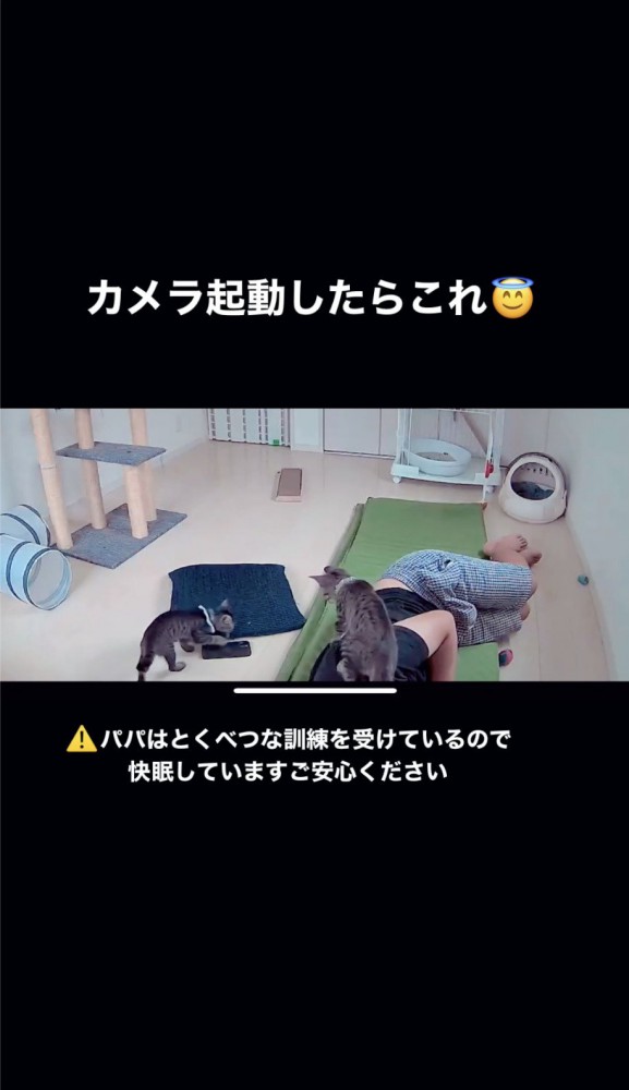 パパの上から下をみる猫