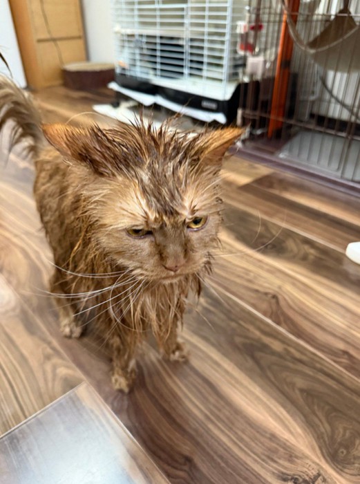 濡れた猫（茶）