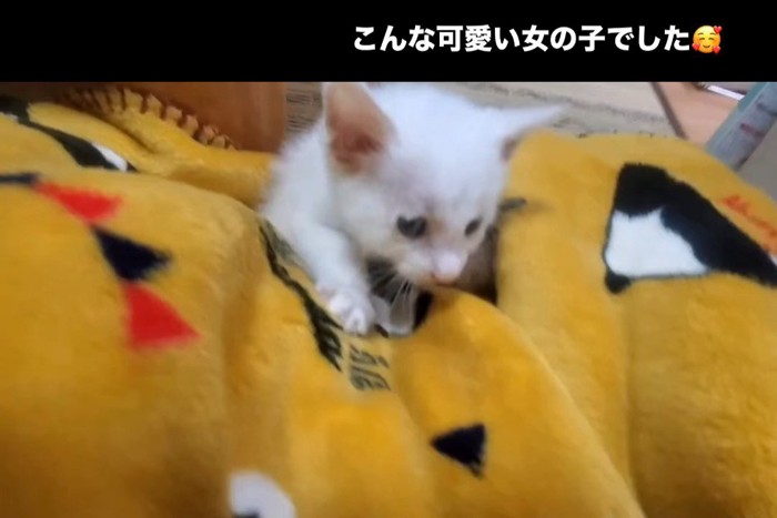 毛布の上を歩く子猫