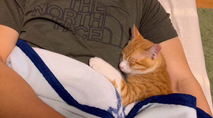 抱っこされる猫