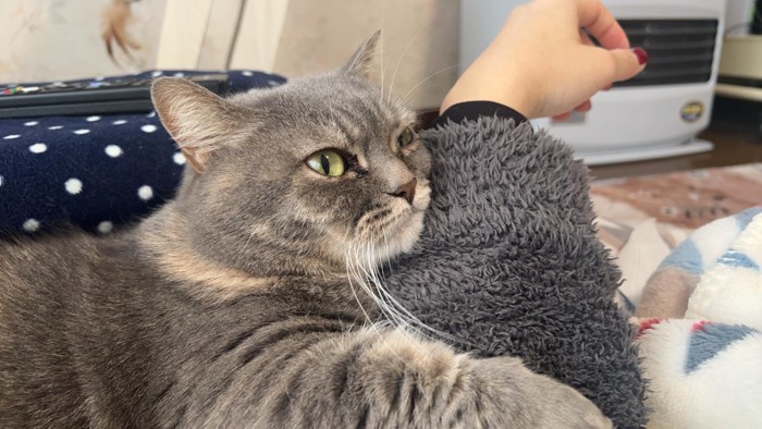 人の腕に顔を乗せる猫