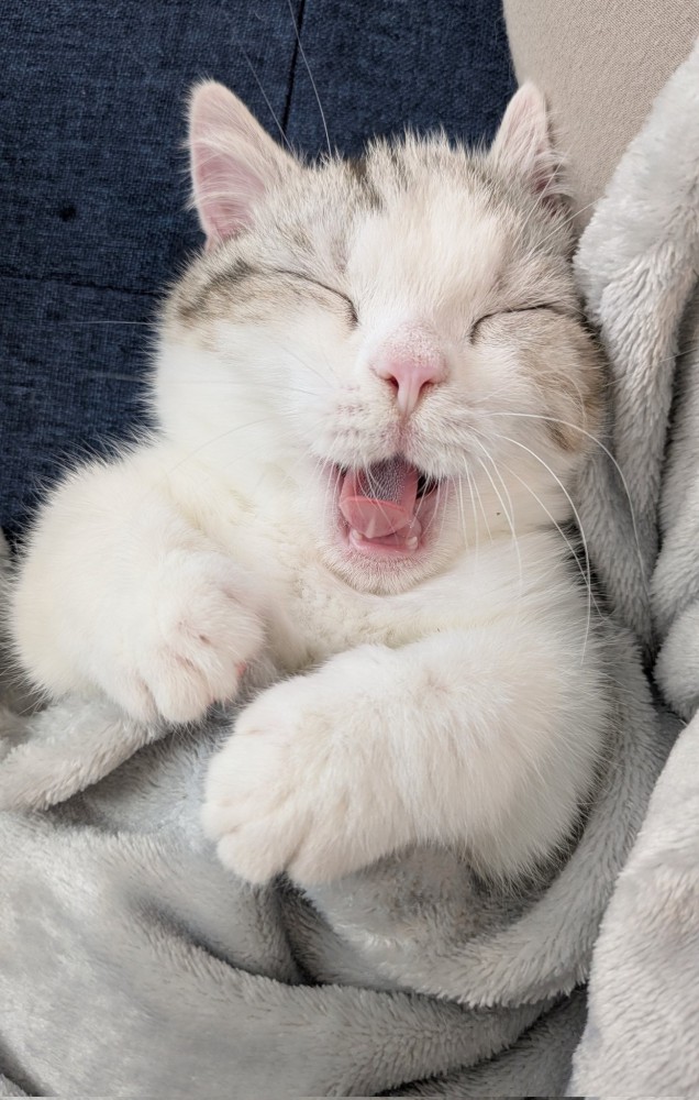 あくびするマンチカン