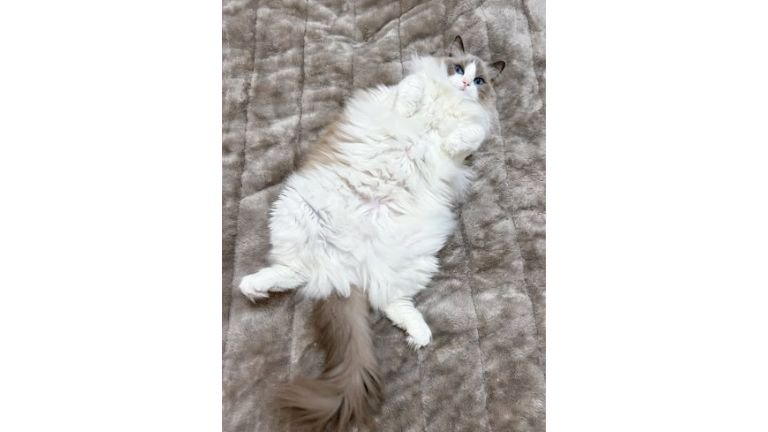 寝転がる猫