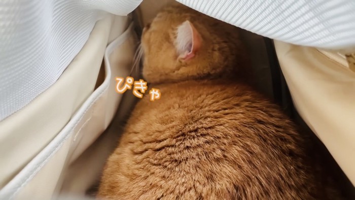 キャリーの中のマンチカン