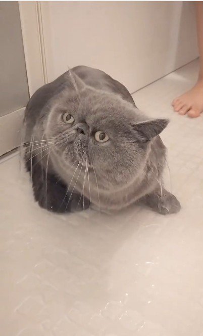 シャワーを浴びている猫