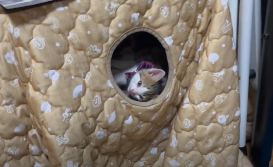横になりながらこたつの入口から覗く子猫