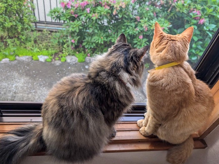 外を見る2匹の猫