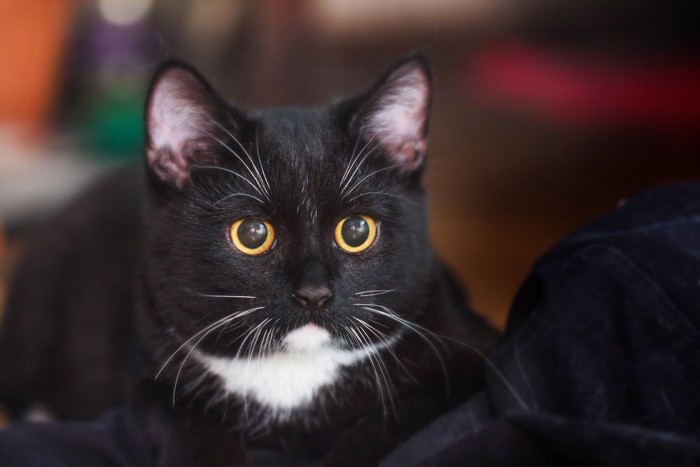 眉上毛がピーンと立つ猫