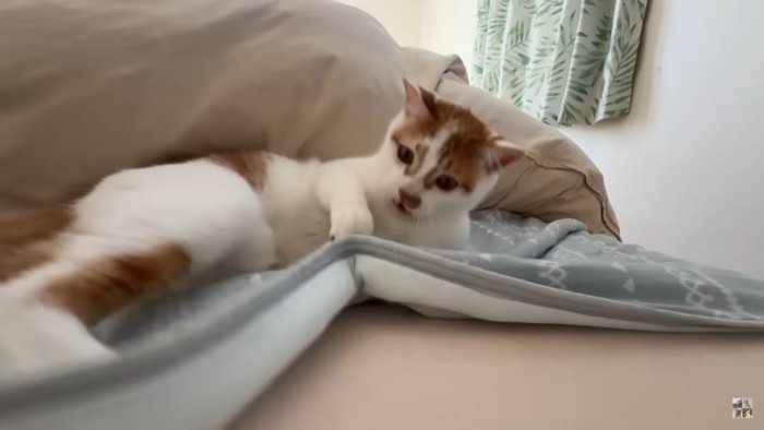 人間にじゃれる猫