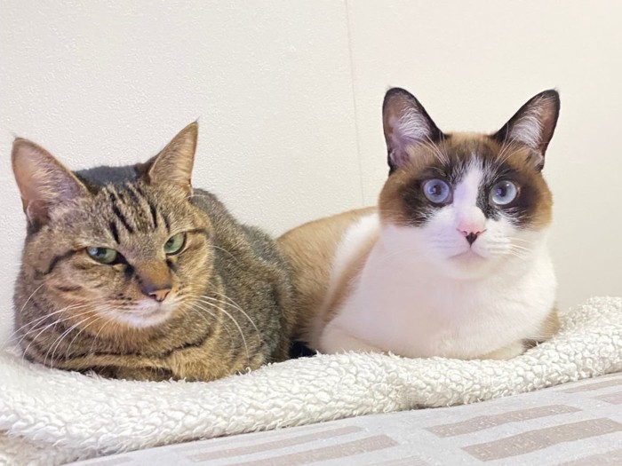 隣り合って座る猫