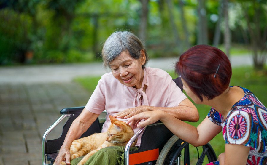 猫を撫でるアジア人高齢女性