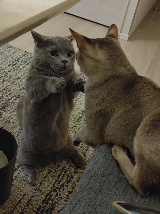 後ろ足で立つ猫