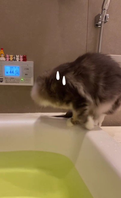 湯船の縁を歩いている猫