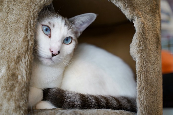 ハウスの中にいる猫