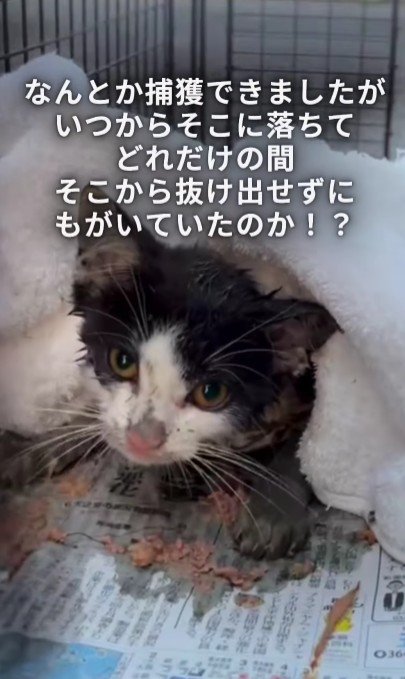 保護された子猫