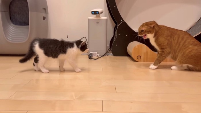 怒る先住猫と子猫