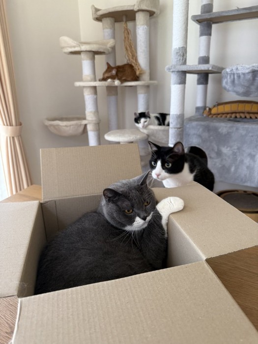 段ボールに入っている猫と入りたがっている猫