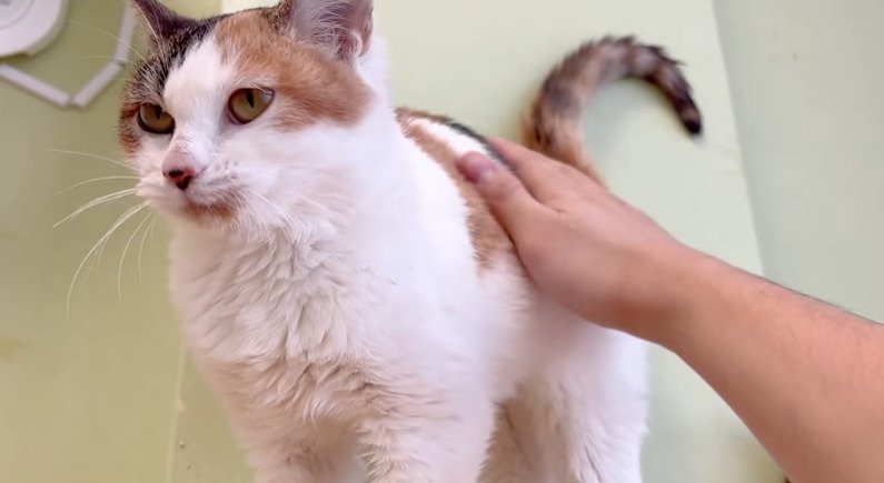 撫でられる猫