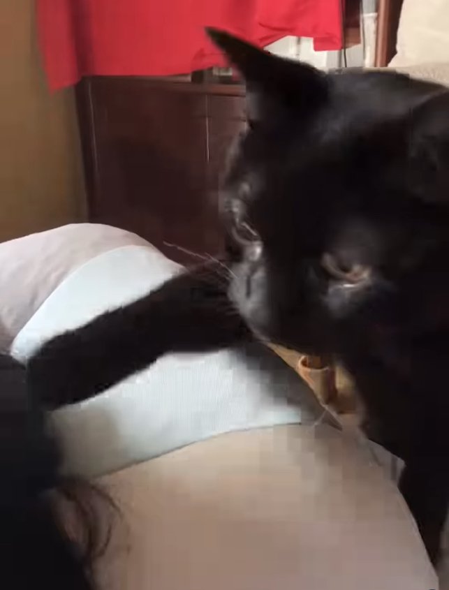 右前足を飼い主の頭に伸ばしている黒猫