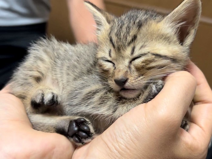 子猫の頃のキジトラ