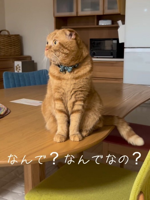 座って横を向く猫