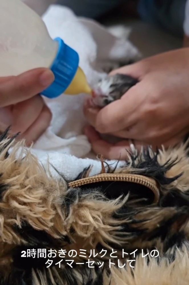 ミルクを飲む赤ちゃん猫2