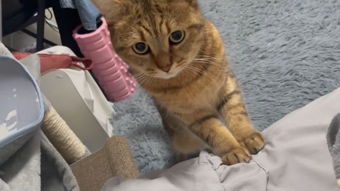 猫パンチするみにらくん
