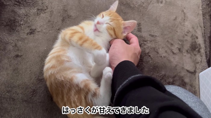 寝る猫