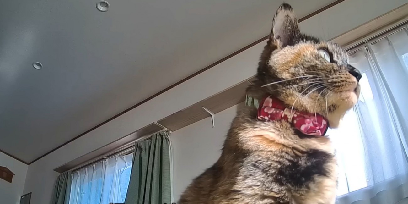 斜め下からのアングルのサビ猫