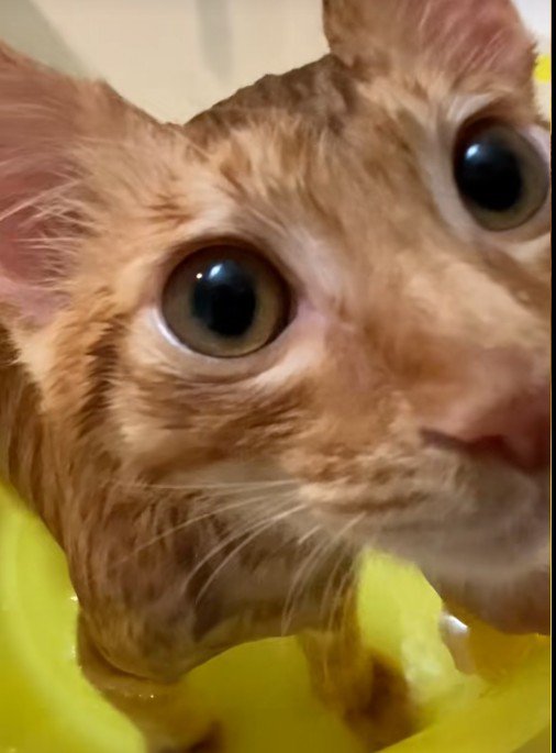 お風呂に入っている猫